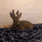 Αρκτούρος: Με κυνηγετικό όπλο πυροβολήθηκε το ζαρκάδι που βρέθηκε τραυματισμένο στη Φλώρινα