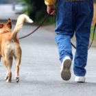 Η ανοχή (του παρασιτισμού)