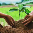 Δενδροφυτεύσεις στον αύλειο χώρο 20 σχολικών μονάδων της Δυτικής Μακεδονίας