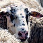 Πρόγραμμα διαχείρισης νεκρών ζώων στην Π.Ε. Φλώρινας