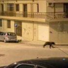 Η Διεύθυνση Δασών Φλώρινας για την εμφάνιση αρκούδας μέσα στην πόλη της Φλώρινας