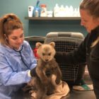 Θωμάς ο… Survivor: Το ορφανό αρκουδάκι που σώθηκε από τον Αρκτούρο μετά από ημέρες περιπλάνησης χωρίς τη μαμά του (video, pics)