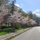 Οι ανθισμένες κερασιές στις Κάτω Κλεινές Φλώρινας (pics)