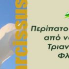 Περίπατος σε λιβάδι από νάρκισσους στην Τριανταφυλλιά