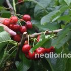 Θα καλύψει ο ΕΛΓΑ το σύνολο των ζημιών από την χαλαζόπτωση στον κάμπο του Αμυνταίου;