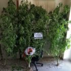 Συνελήφθη 60χρονος σε περιοχή της Φλώρινας για καλλιέργεια δενδρυλλίων κάνναβης και κατοχή ναρκωτικών ουσιών