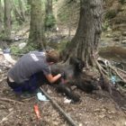 Σκότωσαν με πυροβόλο όπλο τρεις αρκούδες μέσα σε ένα μήνα στην περιοχή του Σκλήθρου (pics)