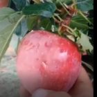 Νέες χαλαζοπτώσεις κατέστρεψαν, για άλλη μια φορά, καλλιέργειες στην Π.Ε. Φλώρινας (video)