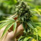 Bong και ακατέργαστοι ανθοί κάνναβης από τη Bionatural Care – Τα κορυφαία προϊόντα κάνναβης στη Θεσσαλονίκη