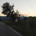 Αυτό το δέντρο ποιος θα το κόψει;