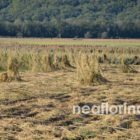Ο πρόεδρος του Επιμελητηρίου Φλώρινας κοντά στους πληγέντες παραγωγούς των Πρεσπών (video, pics)