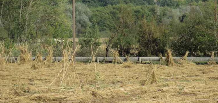 Να κηρυχτεί σε κατάσταση έκτακτης ανάγκης η περιοχή ζήτησε ο Δήμος Πρεσπών, τεράστιες ζημιές από την χαλαζόπτωση!