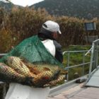 Χρηματοδότηση δράσεων για την ιχθυοπανίδα του Δήμου Πρεσπών