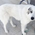 Χάθηκε η “Νέφη”
