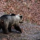 Ξύπνησαν οι αρκούδες στο Κέντρο Προστασίας Αρκούδας στο Νυμφαίο! Ανοικτό και πάλι από αύριο για επισκέψεις