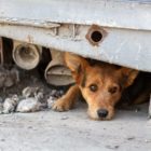 Αγανάκτηση κατοίκων του Ακρίτα για τους ασυνείδητους που εγκαταλείπουν ζωάκια στο χωριό