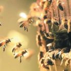 Προστασία των μελισσών από την χρήση γεωργικών φαρμάκων