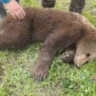 Σε συρμάτινη θηλιά πιάστηκε νεαρό αρκουδάκι στις Πρέσπες