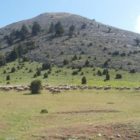 Διοργάνωση του 11ου Πανελλήνιου Συνεδρίου της Ελληνικής Λιβαδοπονικής Εταιρείας στη Φλώρινα