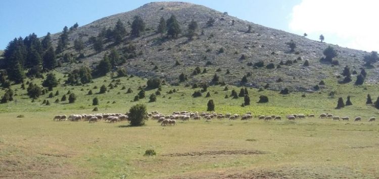 Διοργάνωση του 11ου Πανελλήνιου Συνεδρίου της Ελληνικής Λιβαδοπονικής Εταιρείας στη Φλώρινα