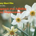 Στα λιβάδια με τους Νάρκισσους (video)
