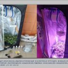 Συνελήφθη 22χρονος στη Φλώρινα για καλλιέργεια δενδρυλλίου κάνναβης και κατοχή ναρκωτικών