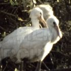 Πρέσπες 1987 – Μικτή αποικία πουλιών (video)