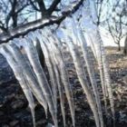 Ξεκινούν οι εκτιμήσεις από τον ΕΛΓΑ για τις ζημιές στα οπωροφόρα δέντρα από τους ανοιξιάτικους παγετούς