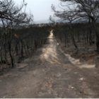 Σκέψεις για τη μελλοντική αντιμετώπιση των δασικών πυρκαγιών
