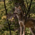 Κοινή ανακοίνωση 16 Περιβαλλοντικών Οργανώσεων για Δελτίο Τύπου της ΕΕ που αφορά την κατάσταση διατήρησης του λύκου στην Ευρώπη