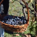 Ο Δήμος Αμυνταίου για την Παγκόσμια Ημέρα Ξινόμαυρου