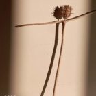 Χωρίς στηθοσκόπιο