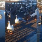 Πωλούνται πάπιες