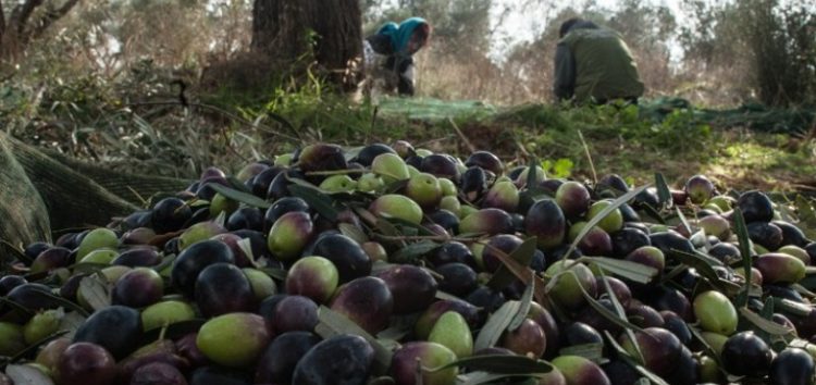 Από τη Φλώρινα στο Ηράκλειο για το μάζεμα της ελιάς