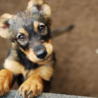 Ενημέρωση για την ένταξη στο Πρόγραμμα Περίθαλψης – στείρωσης – περισυλλογής του Δήμου Φλώρινας και δεσποζόμενων ζώων συντροφιάς