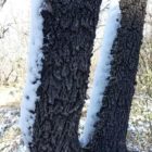 Κυπριακές λέξεις με την ερμηνεία τους