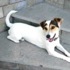 Χάθηκε σκυλάκι