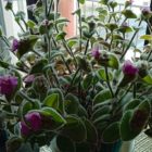 Φυτά σε γλάστρες