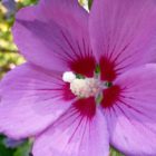 Famagusta σίριαλ