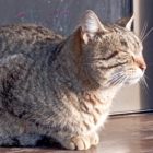 Δημιουργική αστάθεια