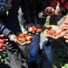 Ζητούνται εργάτες γης για συγκομιδή φράουλας