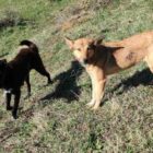 Δράσεις του Δήμου Πρεσπών για τα αδέσποτα και δεσποζόμενα ζώα