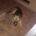 Βρέθηκε σκύλος