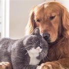 Φύλαξη κατοικίδιων