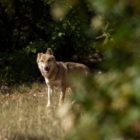 Επιστολή 20 Περιβαλλοντικών Οργανώσεων προς τον Υπουργό Περιβάλλοντος για το καθεστώς προστασίας του λύκου στην Ευρώπη