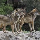 Κάμερα καταγράφει αγέλη λύκων στο Αμύνταιο (video)