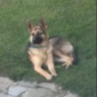 Χάθηκε σκύλος