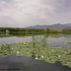 Με θέμα «Υγρότοποι και ανθρώπινη ευημερία» γιορτάζεται φέτος η Παγκόσμια Ημέρα Υγροτόπων