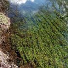 Ανεμίσματα