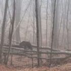 Το Κέντρο Προστασίας Αρκούδας ανοίγει και πάλι!